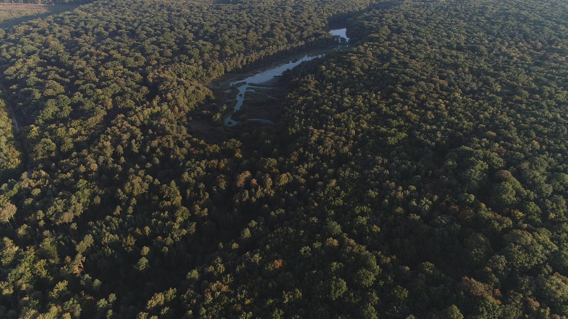 forêt