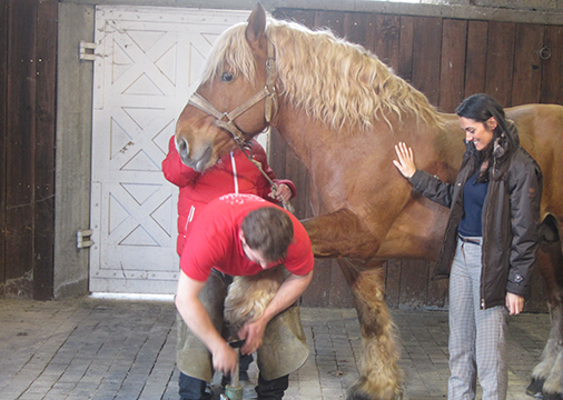 Maréchal ferrant haras de Clunis