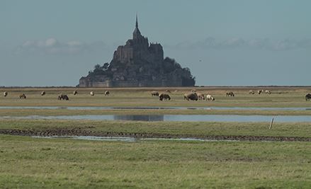 La guerre des moutons_le mont st michel et moutons