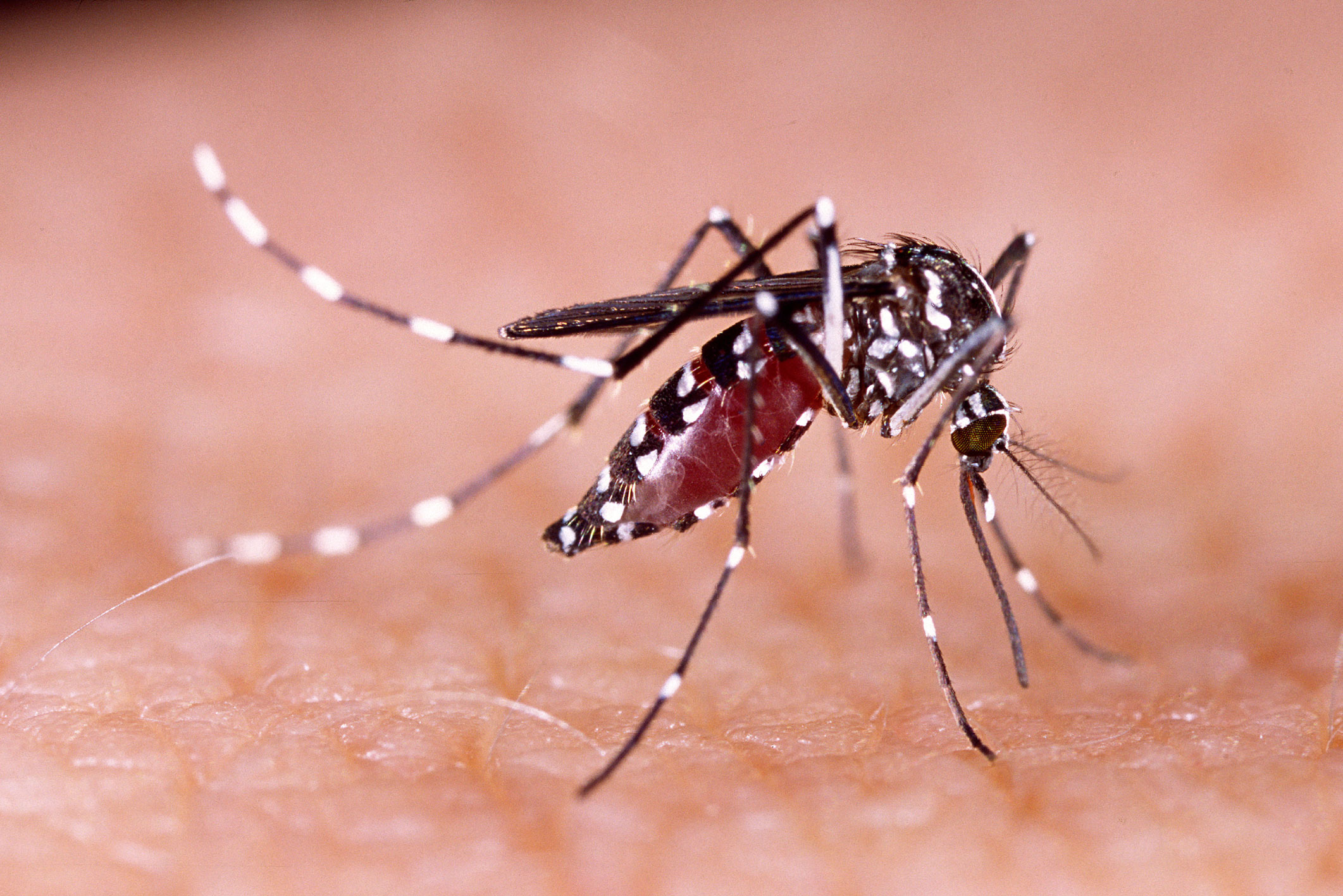 Chikungunya : Une épidémie sous contrôle ? La Réunion est à nouveau frappée depuis plusieurs mois par une sévère épidémie de chikungunya. Depuis le début de l’année, plus de 20 mille cas ont été recensés. On déplore deux décès. Et les hospitalisations pour des complications ou des formes graves de la maladie, chez des nourrissons notamment, se multiplient. 