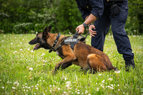 Chien de la brigade cynophile