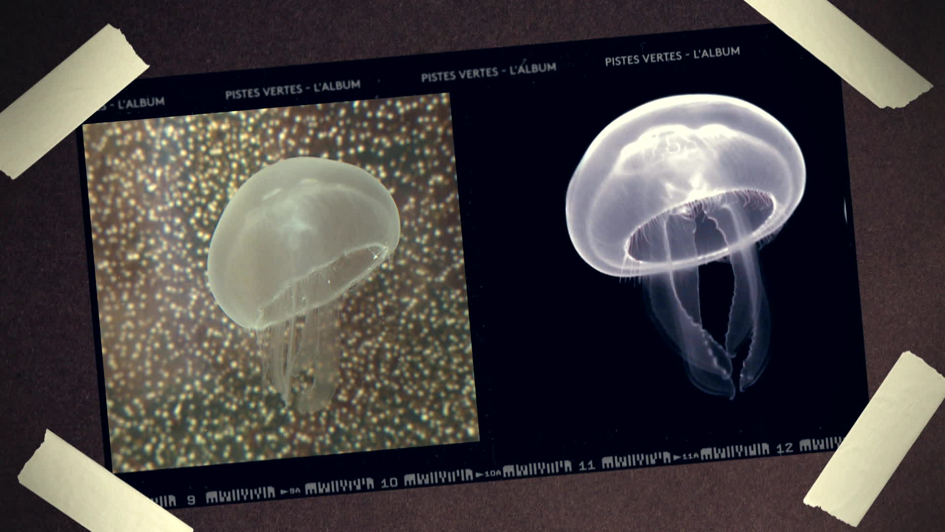 Meduse