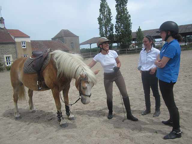 Poney Haflinger