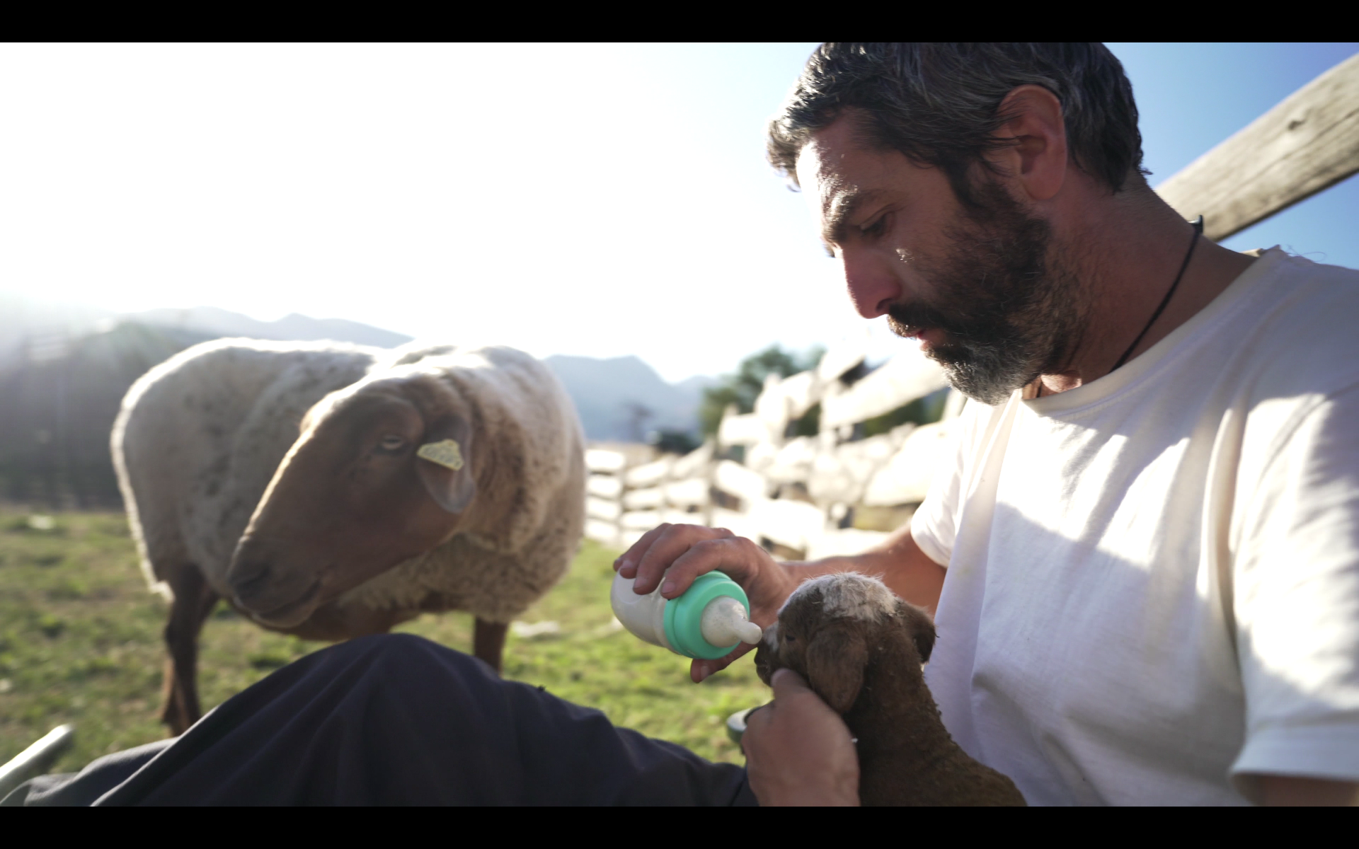 Berger nourrissant un agneau