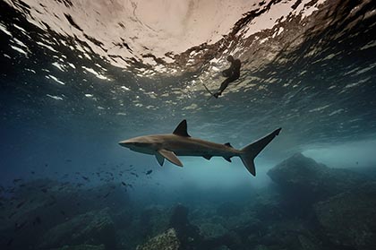 Requins, l'aventure secrète