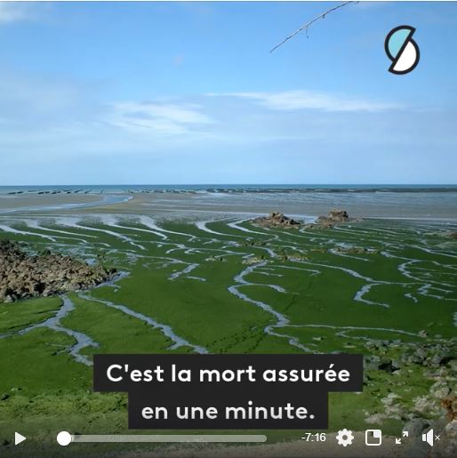 ALGUES VERTES : Les algues vertes ont-elles tué en Bretagne ?