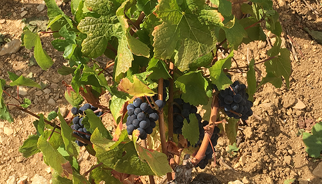 Vignes prêtes à vendanger