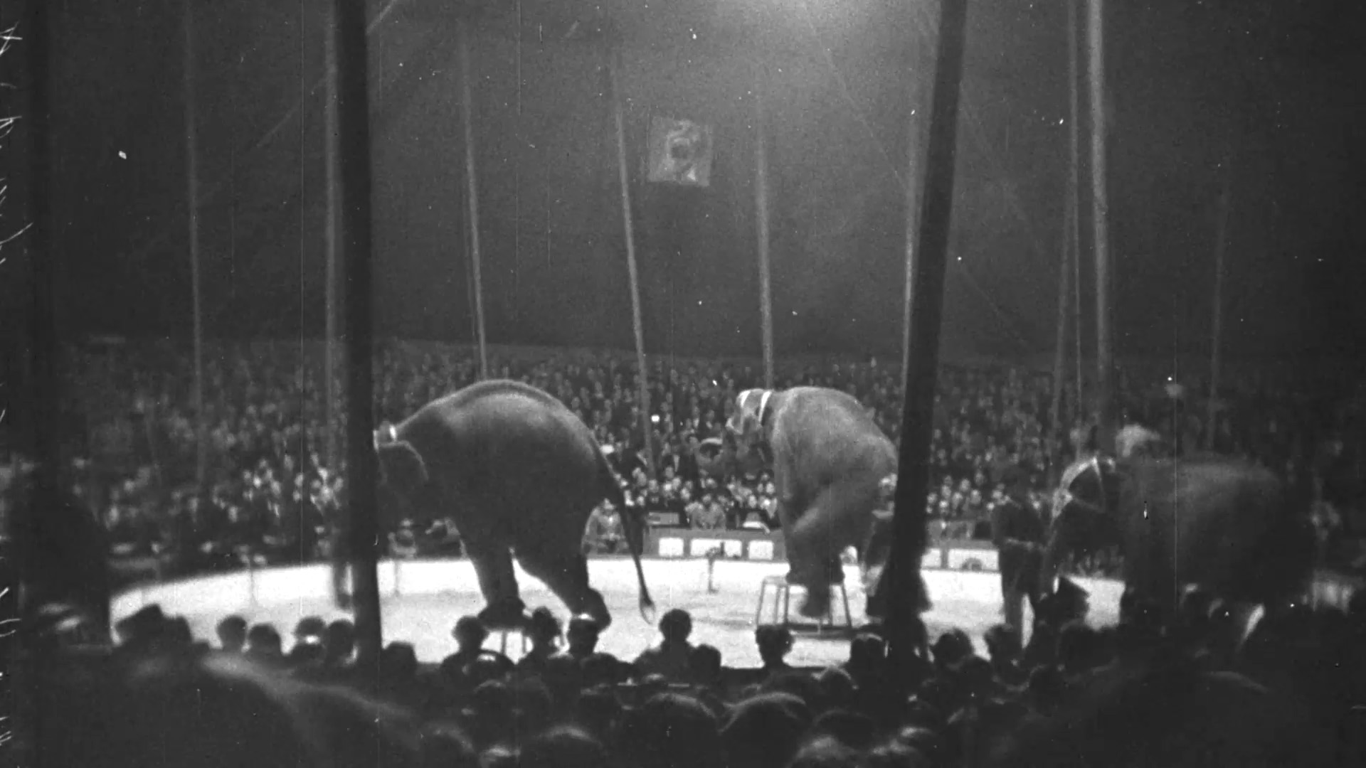 La tragique histoire de l’éléphant Fritz
