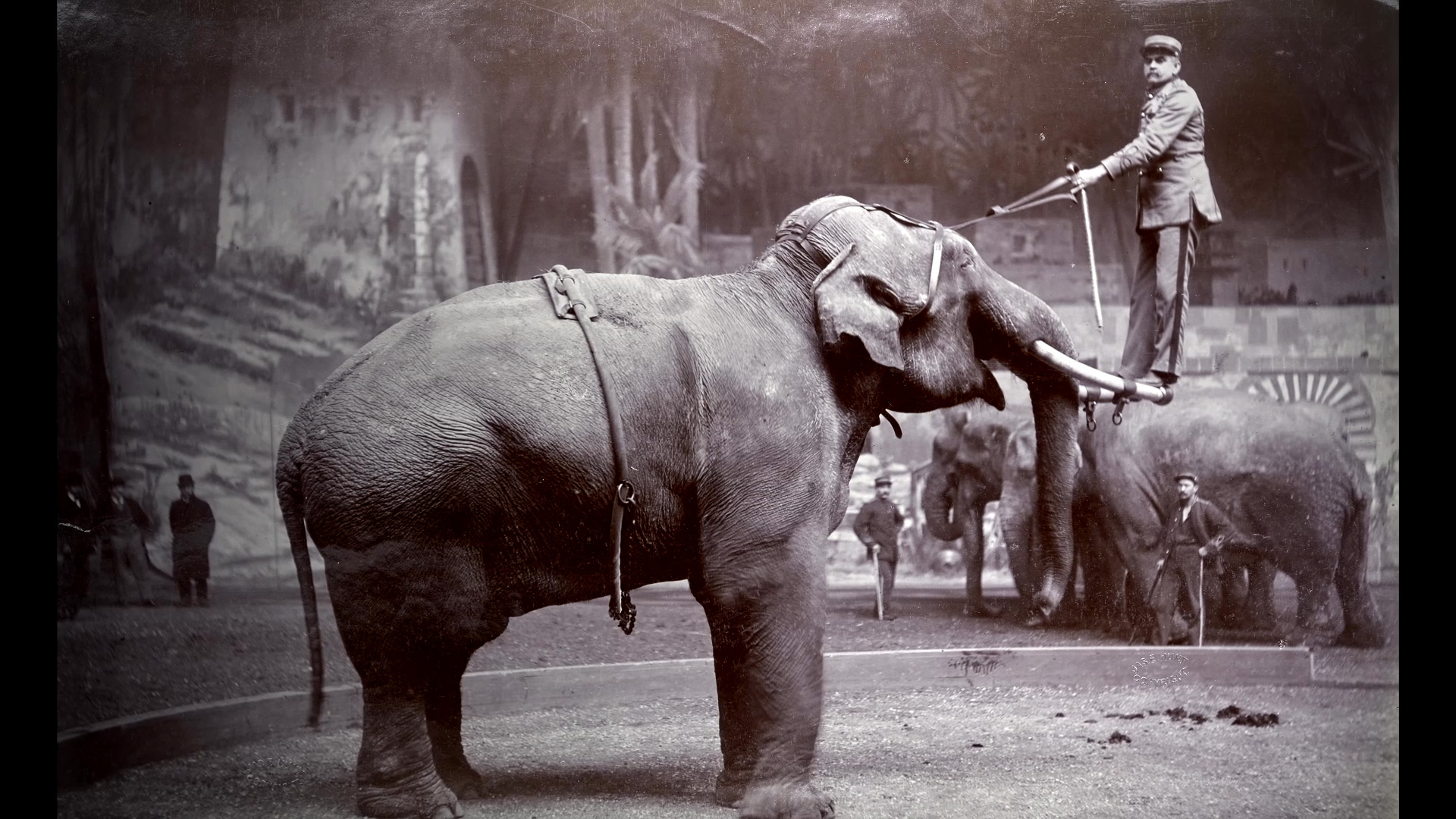 La tragique histoire de l’éléphant Fritz