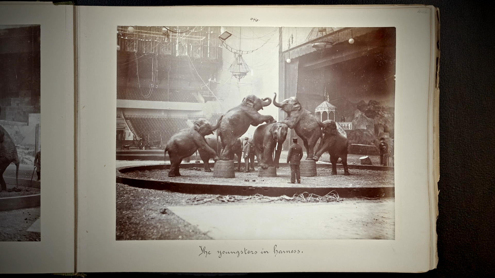 La tragique histoire de l’éléphant Fritz