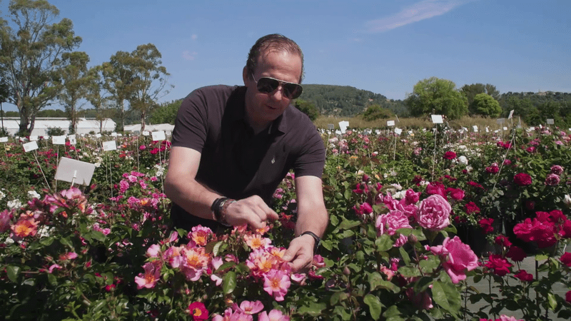 Une vie en rose