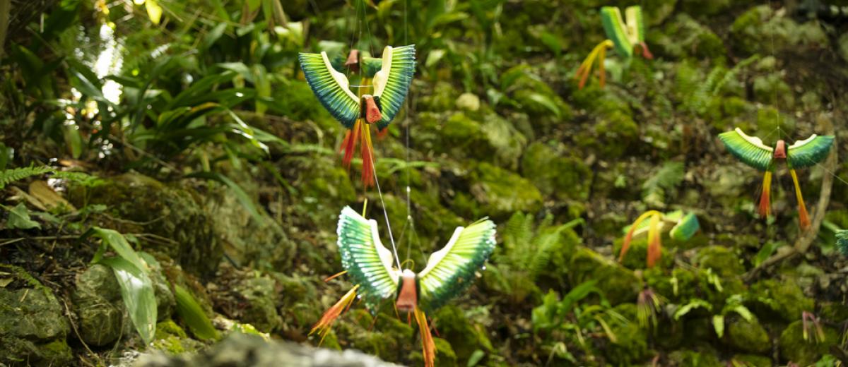 plantes