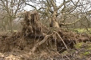 arbre déraciné