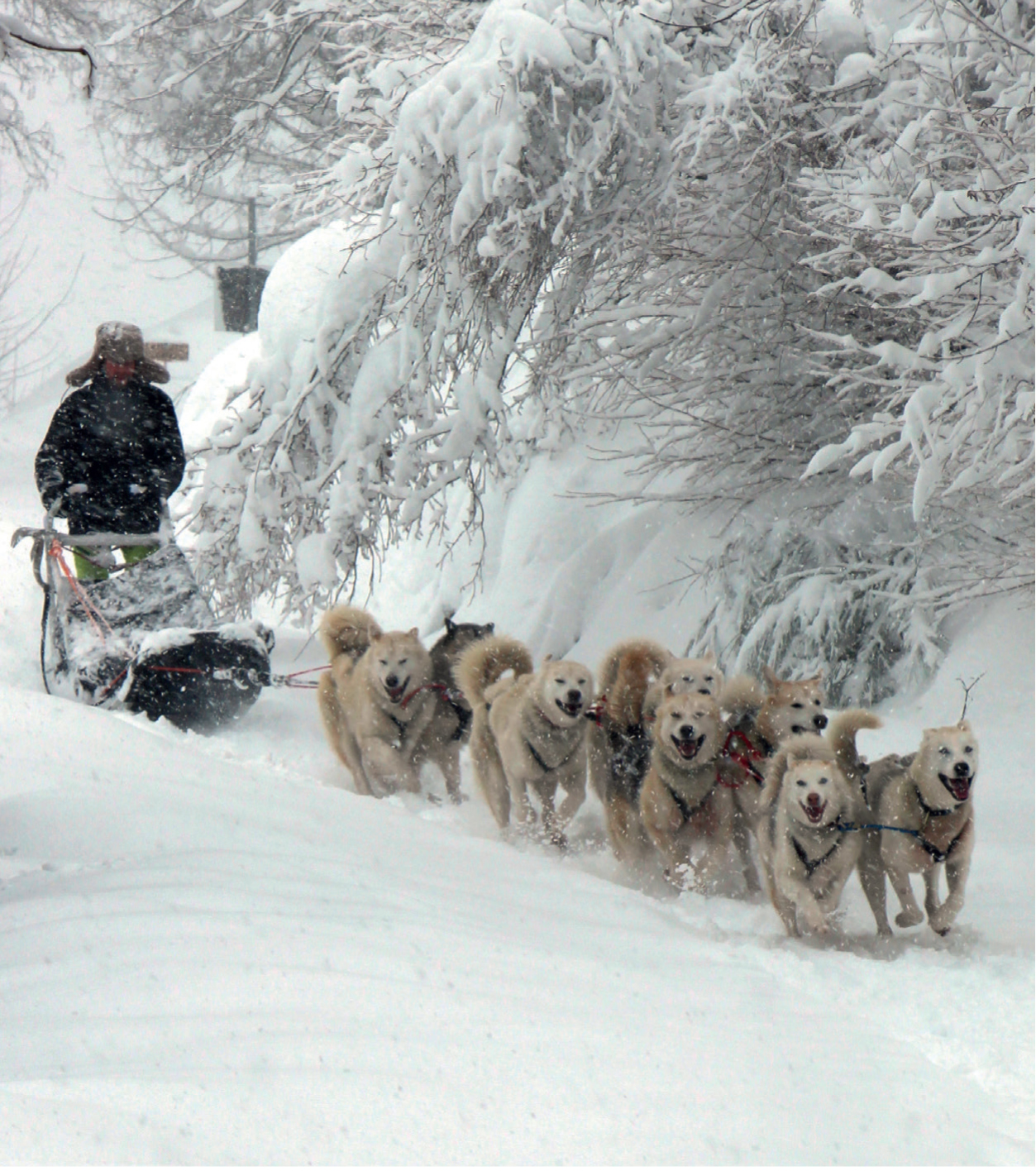 Chiens de traîneaux © Pathé Gaumont - Collection Privée J-C Fombaron