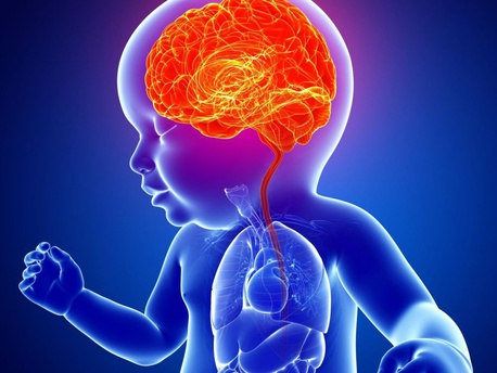 cerveau bébé