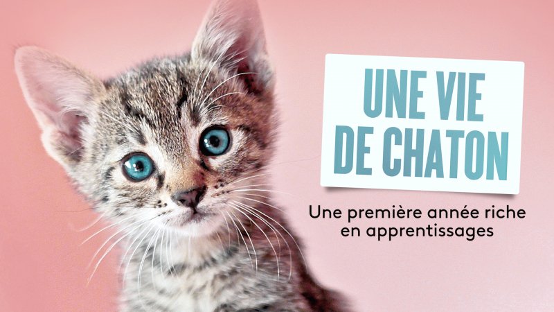 vie de chaton