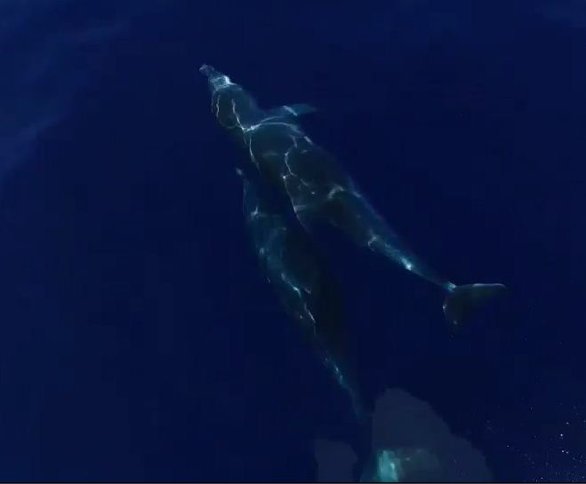 Observation des mammifères marins