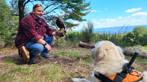 muffin rencontre faucon