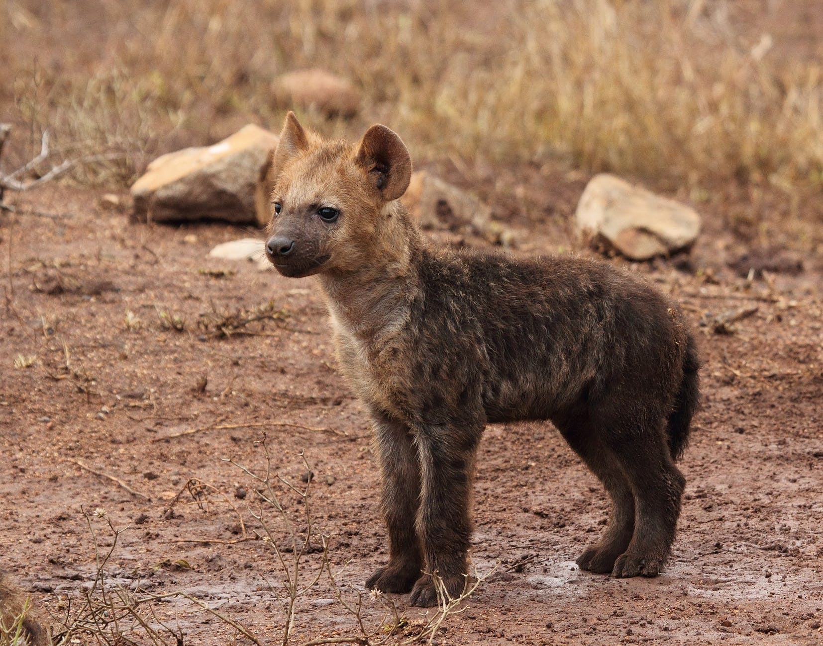 hyène 
