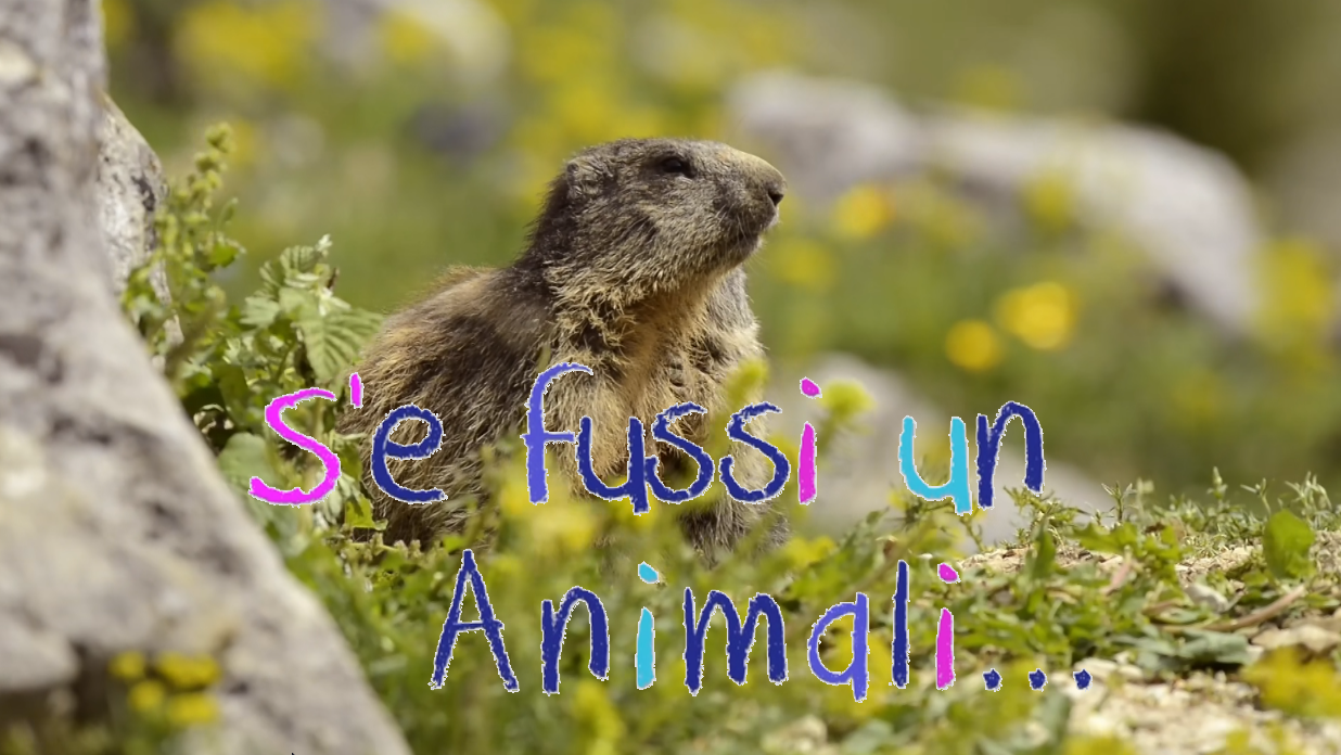 Les programmes jeunesse en langue corse