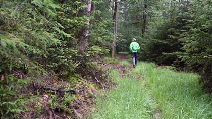 L'espoir des forêts