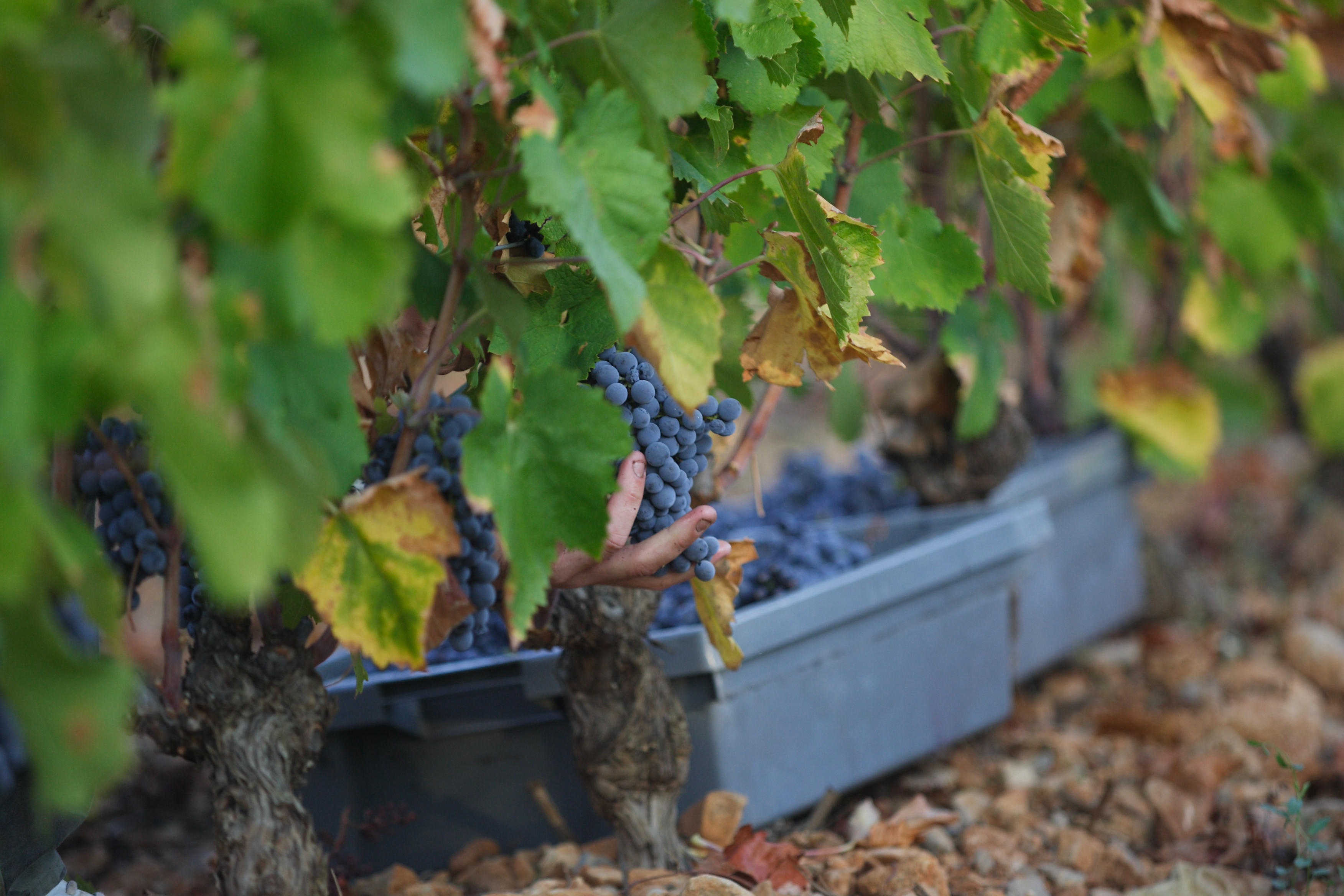 ©Droits Réservés-La peira-terrasses du Larzac-vendanges