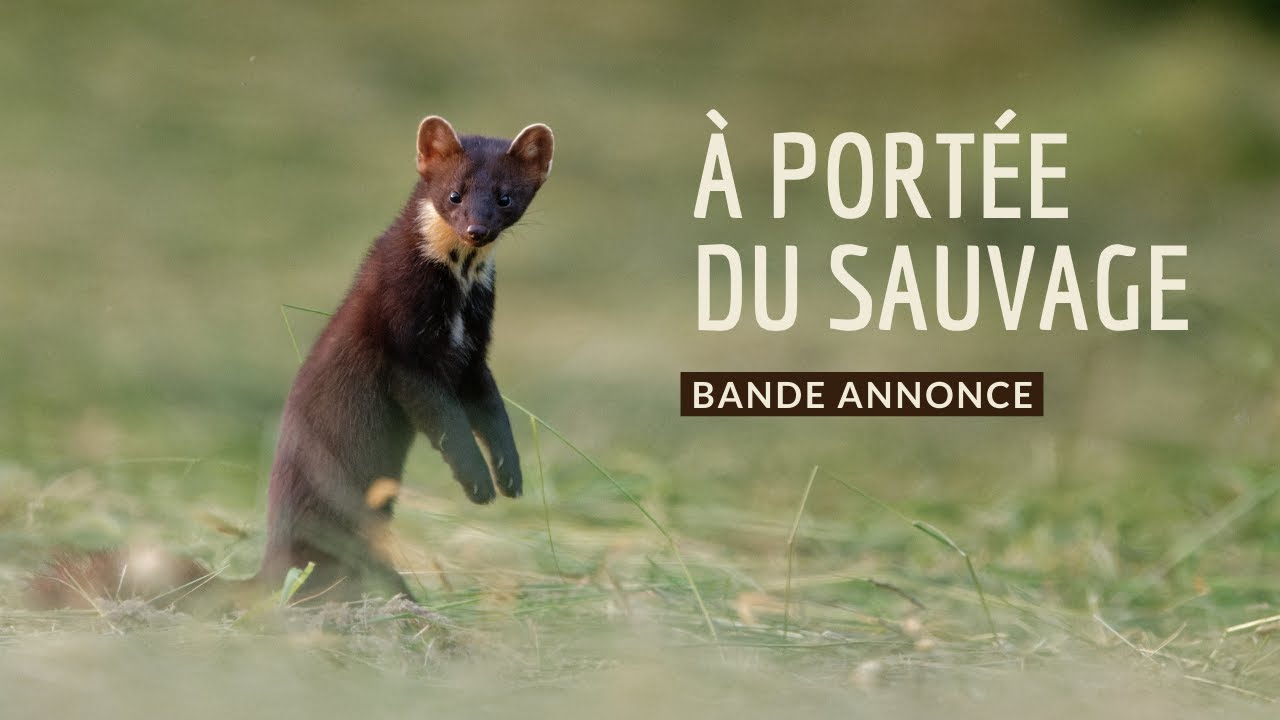 à portée du sauvage