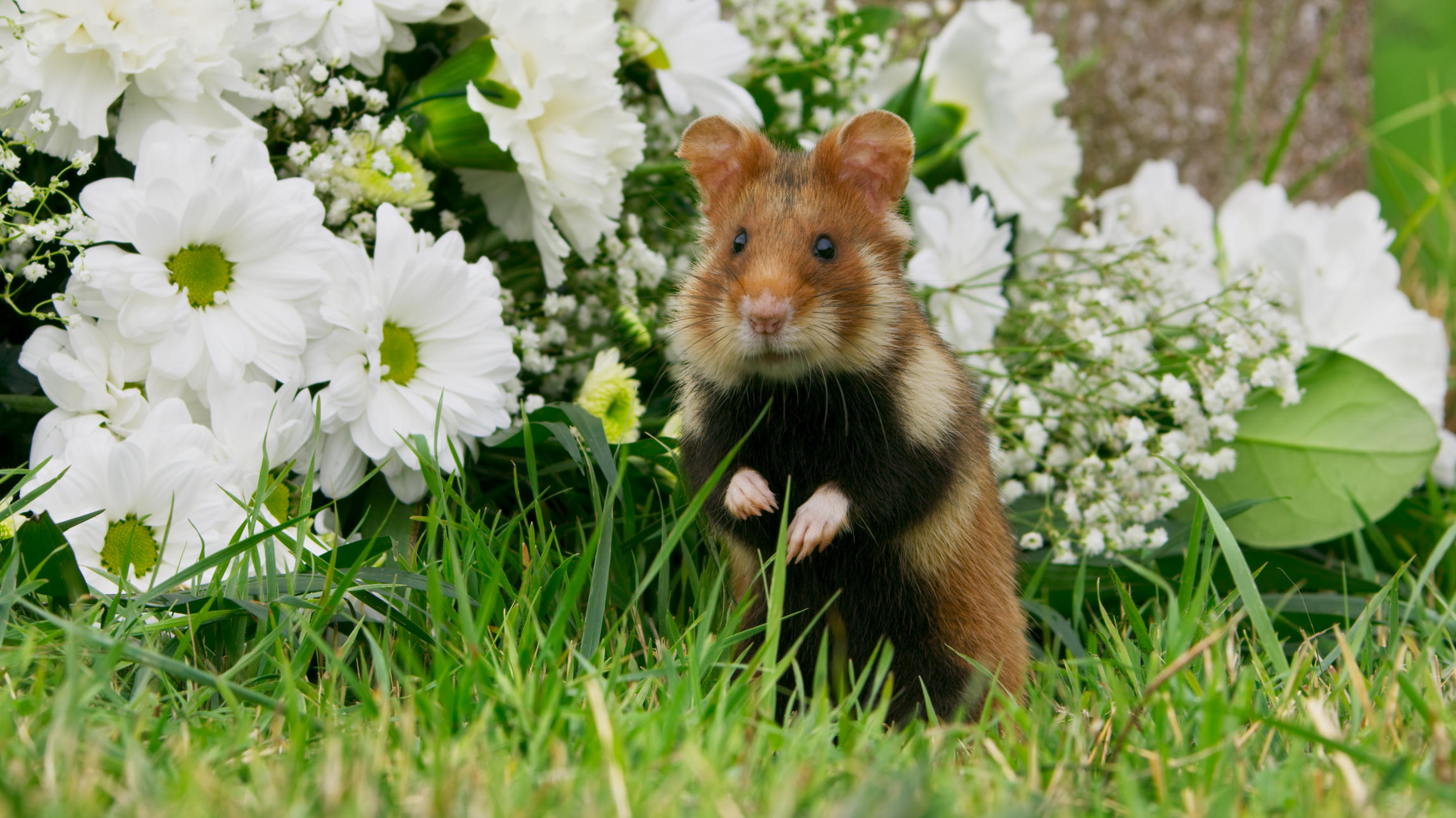 Hamster dans un cimetière viennois