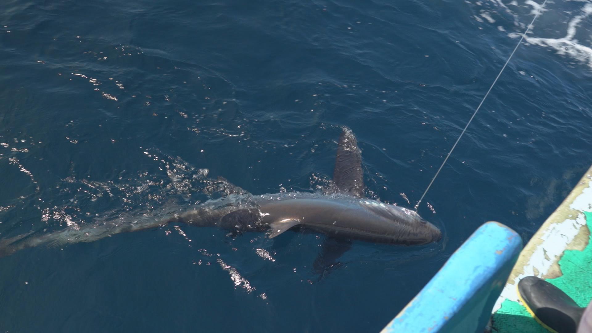 Trafic requin Costa Rica