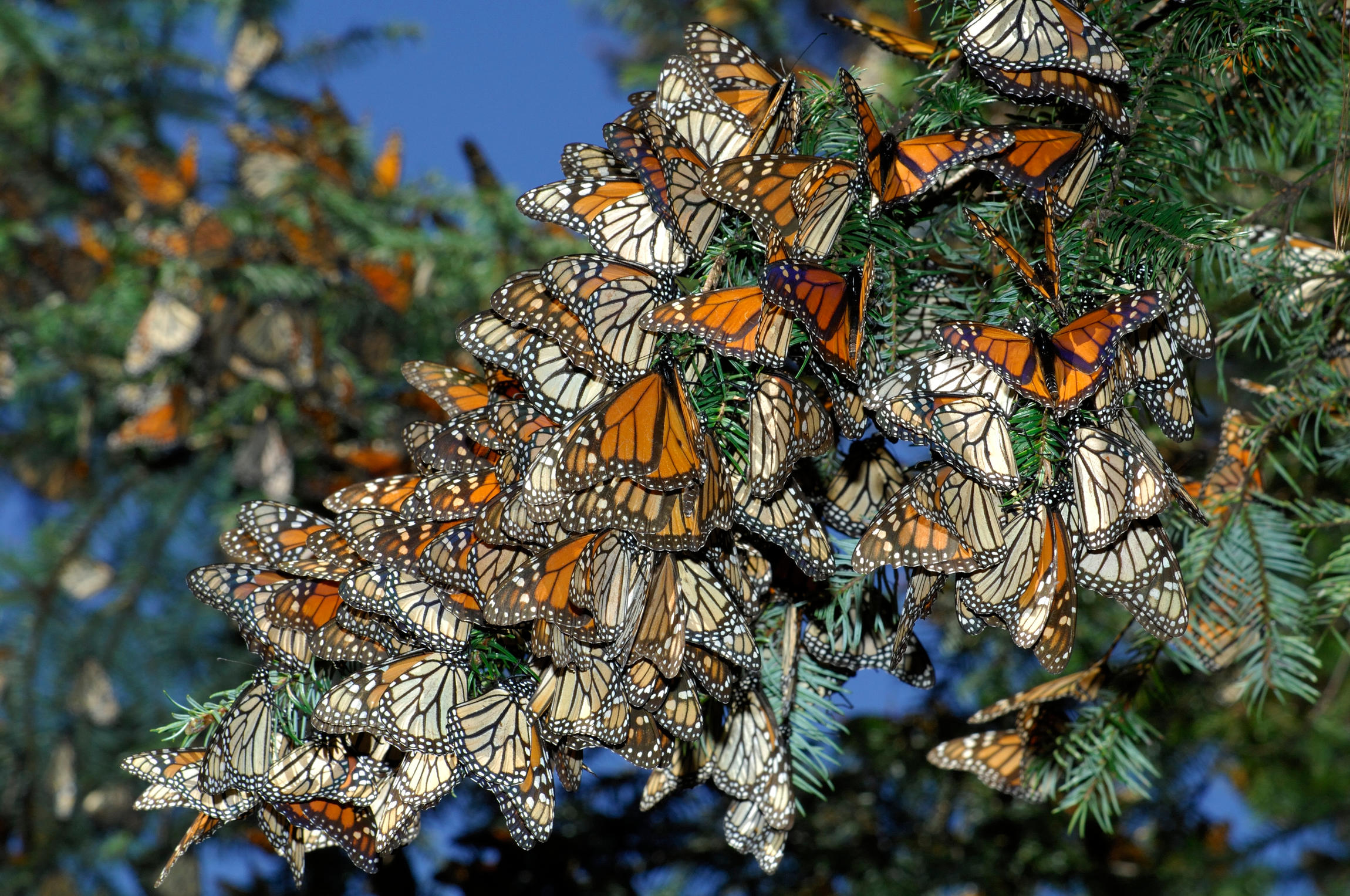 Rassemblements - Papillons monarques
