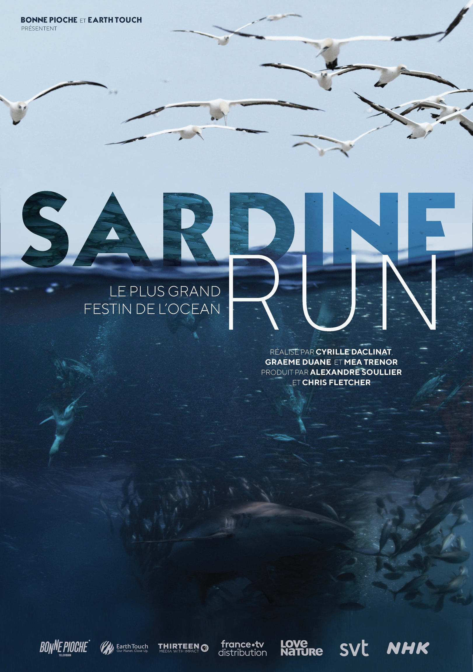 Sardine run, le plus grand festin de l'océan