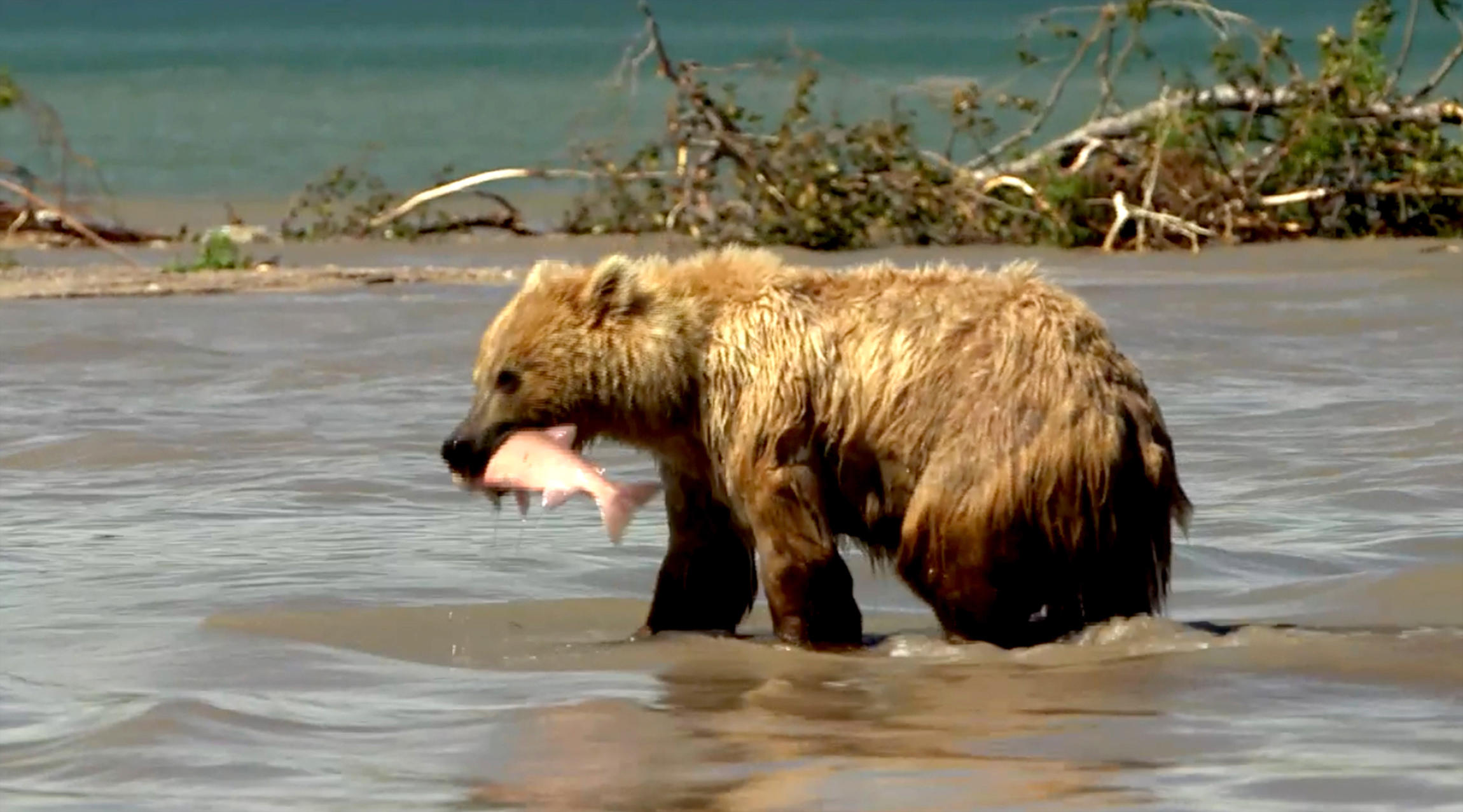Un ours de Kamachatka, en Russie