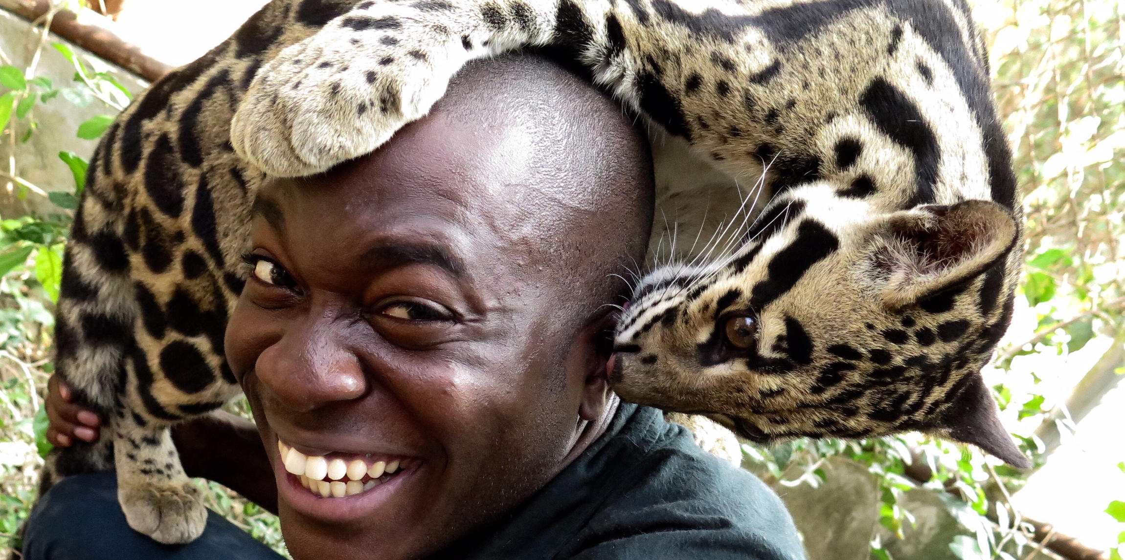 Le biologiste Patrick Aryee avec une panthère nébuleuse