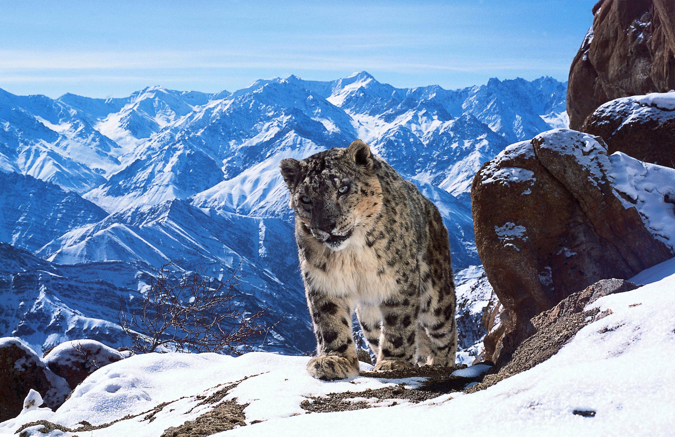 Léopard des neiges