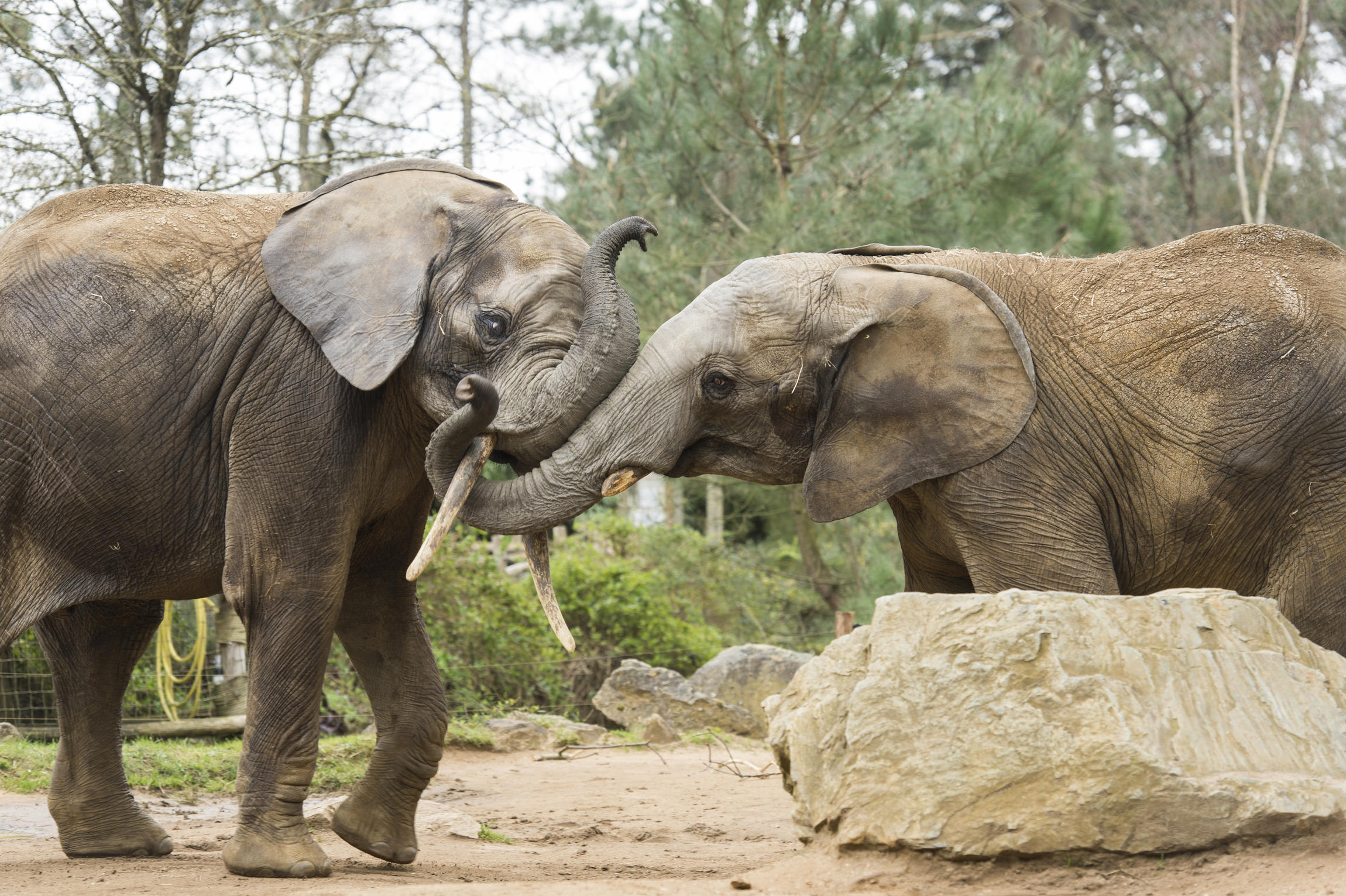 Elephants