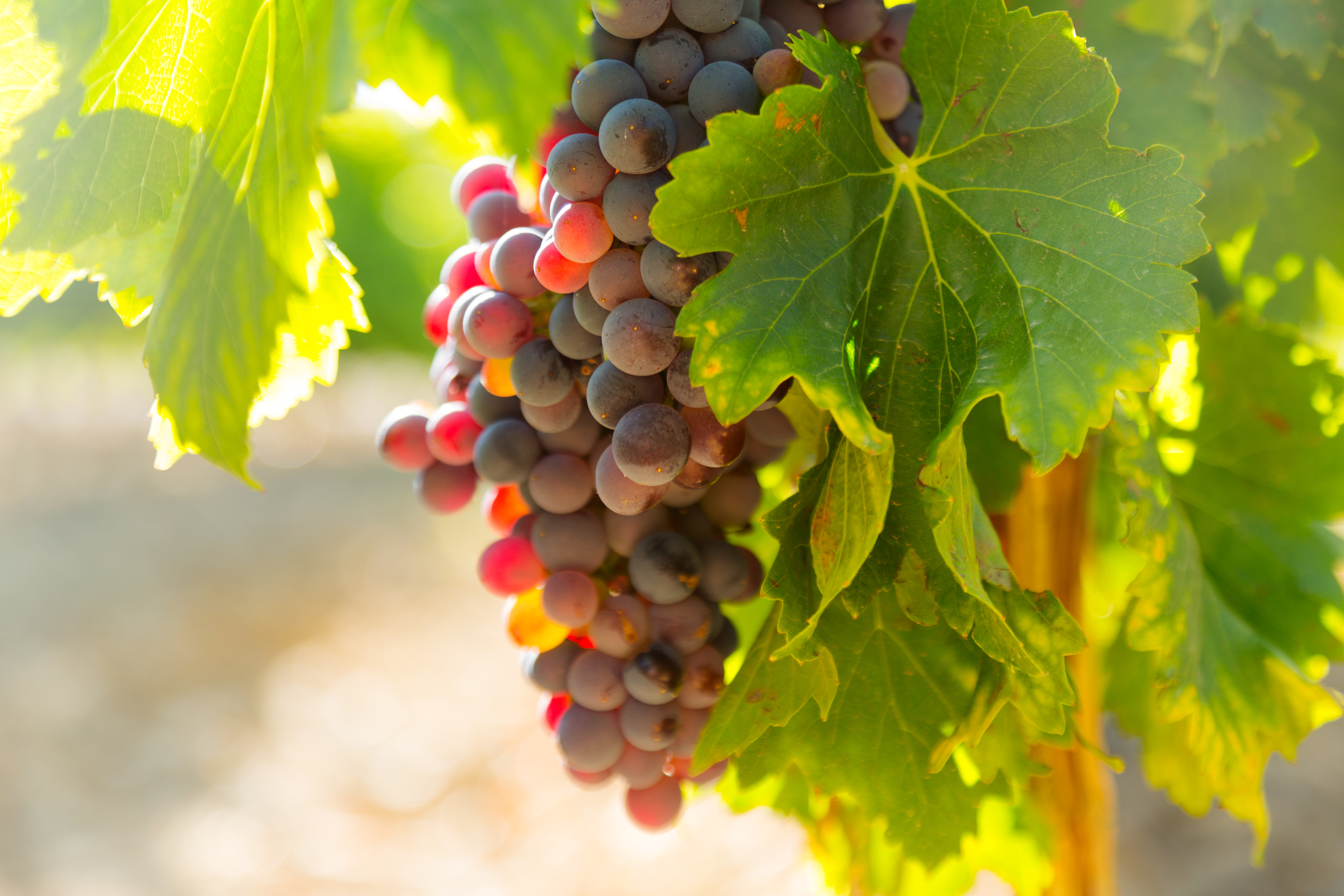 EDR Val de Loire, terre de vins - vignes