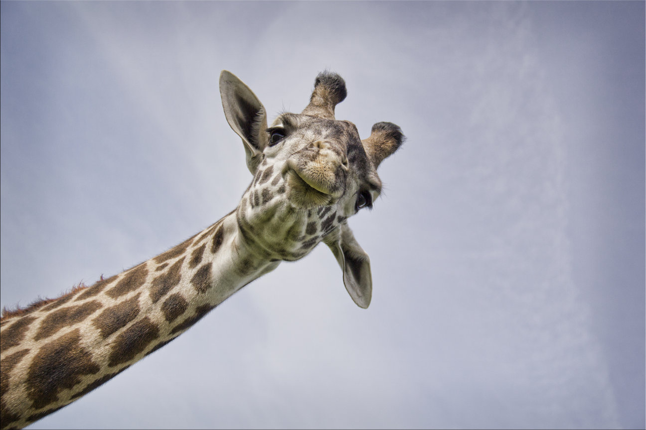 Girafe / Photography copyright Glenda Borchelt /Getty Images