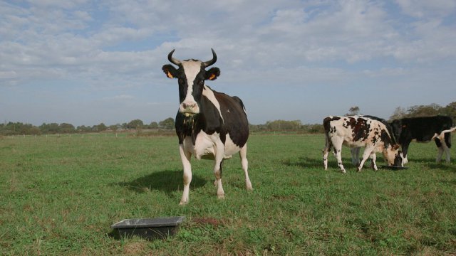 Documentaire "le veau, la vache et le territoire"