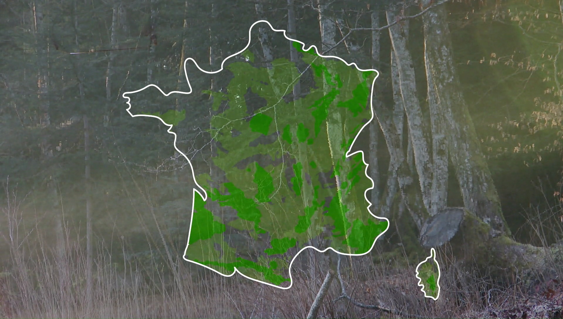 plan forets
