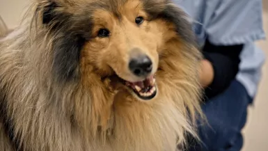 Nos très chers animaux