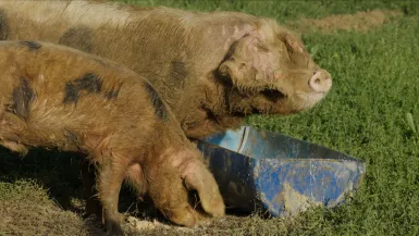 Animaux, patrimoine oublié !