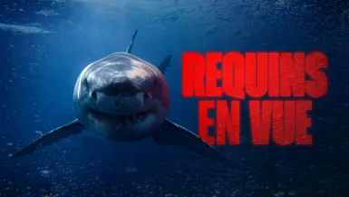 Requins en vue