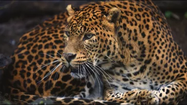 © 13 Prods Guyane, vivre avec le jaguar