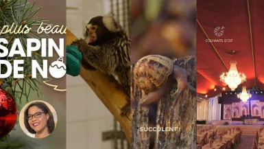 Au nom de la science/ Las Vegas en Alsace/ Les escargots/ Le plus beau sapin : à voir prochainement Au nom de la science/ Las Vegas en Alsace/ Les escargots/ Le plus beau sapin : à voir semaine 50 sur France 3 Grand Est