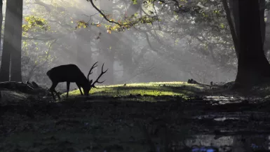 Le brame du cerf