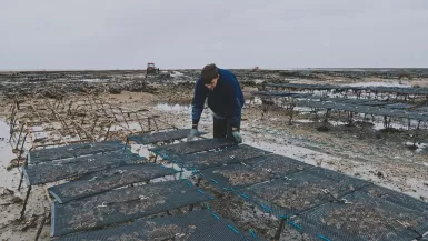 DEVENIR OSTREICULEUR