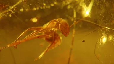 Mystérieux insectes, sur la piste des origines © Gédéon Programmes