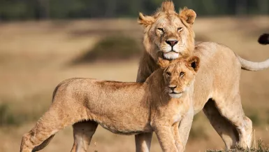 Le règne des lions du Masaï Mara