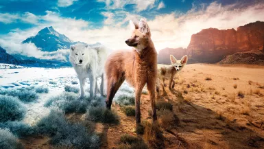 La grande famille des chiens La grande famille des chiens