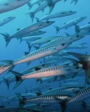 © Antipode / Archipel Production Polynésie, les sages de l'océan